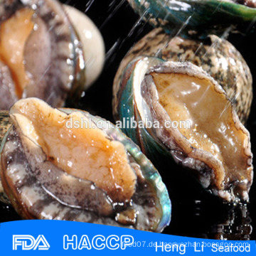 Frische gefrorene grüne Abalone